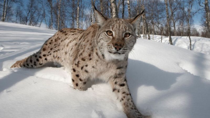 MSPs to discuss proposals for return of lynx to Scotland - BBC News