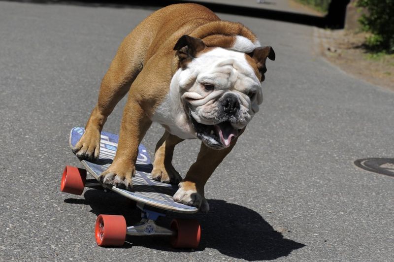 English Bulldog health problems prompt cross-breeding call - BBC News