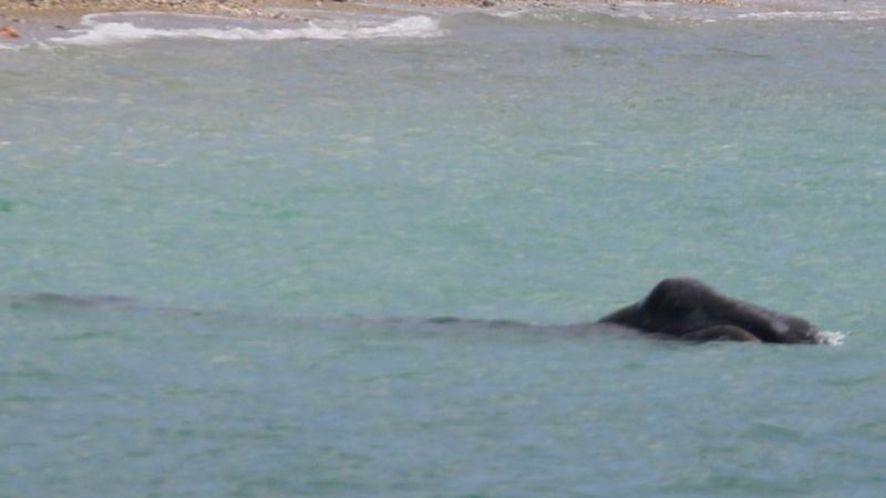 Rare arctic bowhead whale seen off Cornwall BBC News