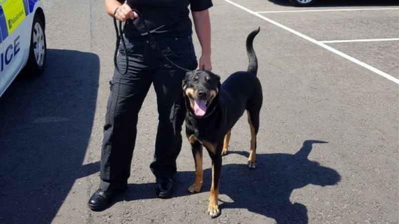 Police in North East Fife rescue 'boiling' dog from car