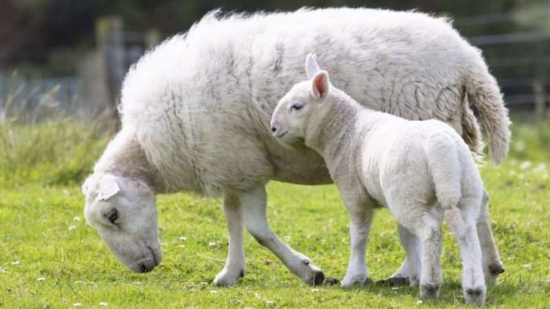 Four Sheep Die After Being Chased By Dogs In Cotswolds - Bbc News