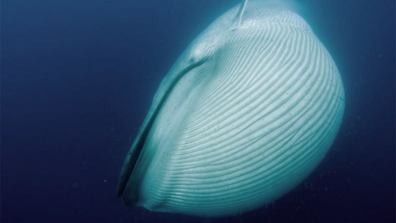 Blue whale takes centre-stage at Natural History Museum - BBC News