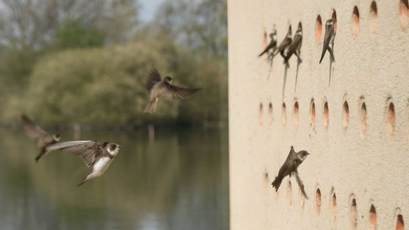 Nottinghamshire Wildlife Trust Celebrates 60th Anniversary - Bbc News