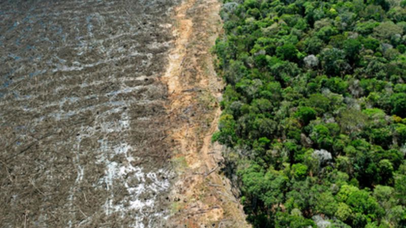 McDonalds among food firms urging tougher deforestation rules Biology Diagrams