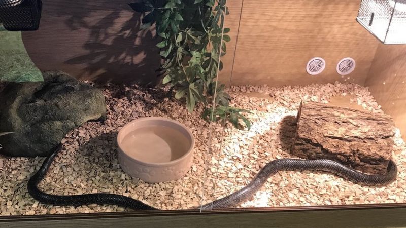 clearwater news snake escape