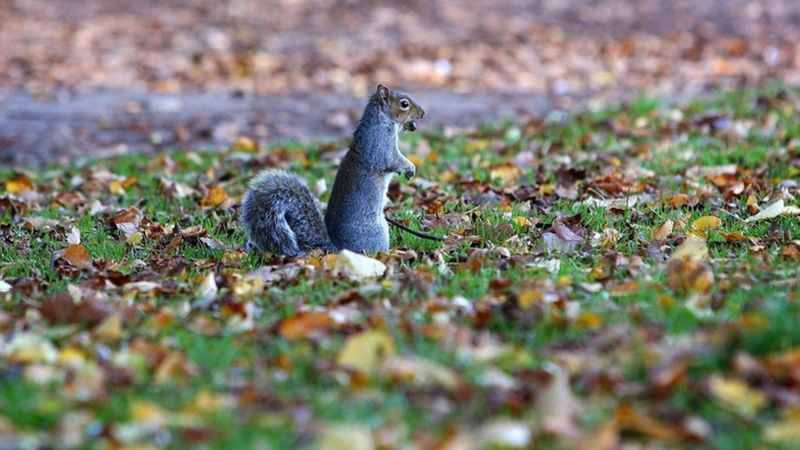 Trapped squirrel rescue cancelled after rodent 'self releases' - BBC News