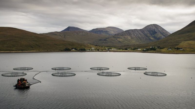 One in five Scottish fish farms 'not meeting standards' - BBC News