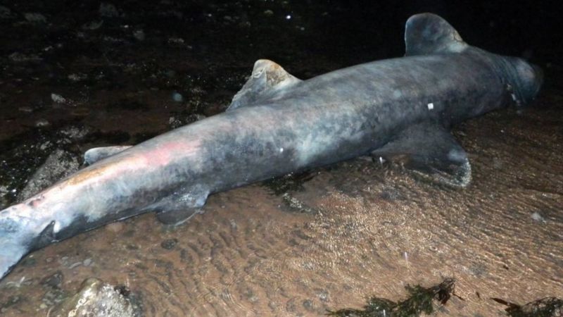 Dead 15ft basking shark washes up in Scotland - BBC News