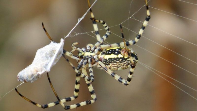 recluse spider predators