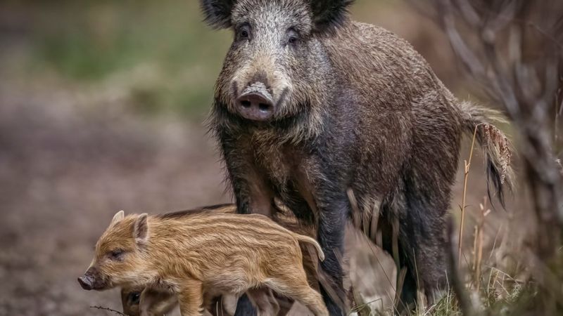 NHS worker wins Countryfile competition with elusive boar photo - BBC News