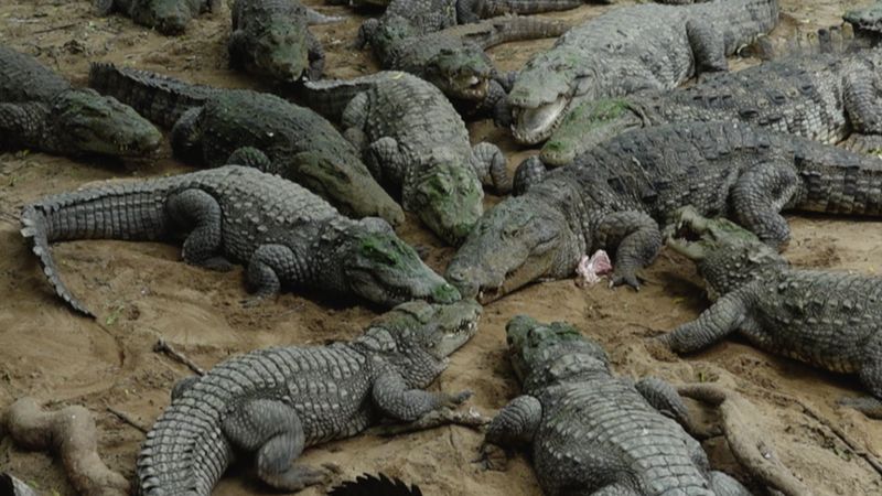 Chennai: Transfer of 1,000 India crocodiles raises thorny question ...