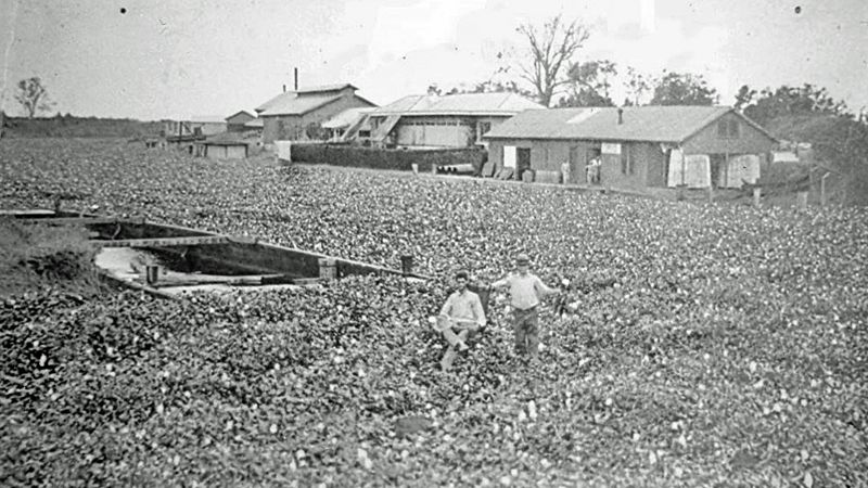 The washing away of Cajun culture - BBC News