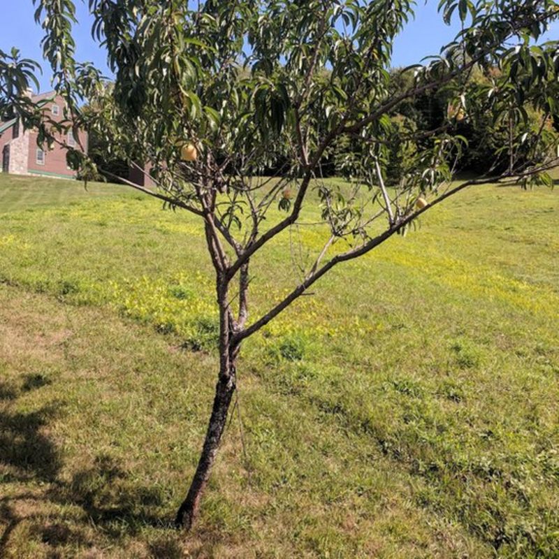 Firstdate peach tree bears fruit for son BBC News