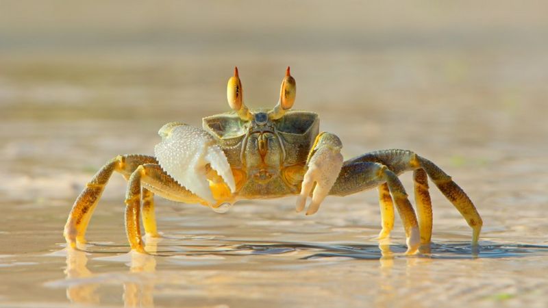 Ghost-crab-on-a-beach.