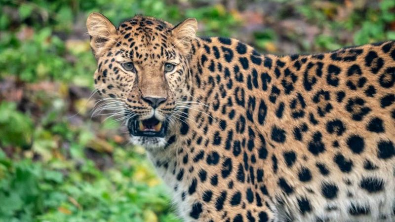 Dartmoor Zoo welcomes 'world's rarest big cat' - BBC News