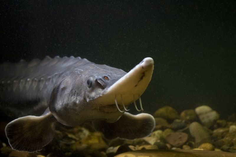 Man photographs 'all' UK freshwater fish species BBC News