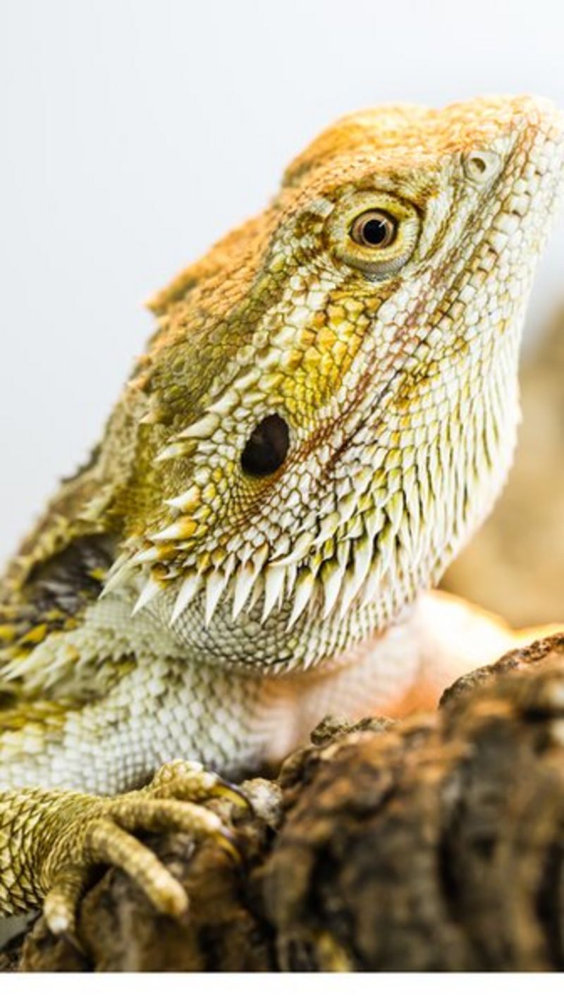 Lizards share sleep patterns with humans BBC News