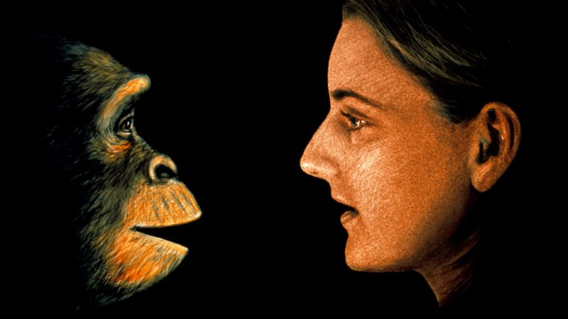 Ilustración de un simio y un ser humano de perfil