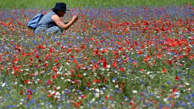 Incredible rainbow flower fields bloom in Castelluccio in Italy - BBC ...