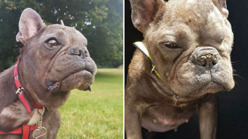 One-eyed French bulldog Ugly Betty needs new home - BBC News