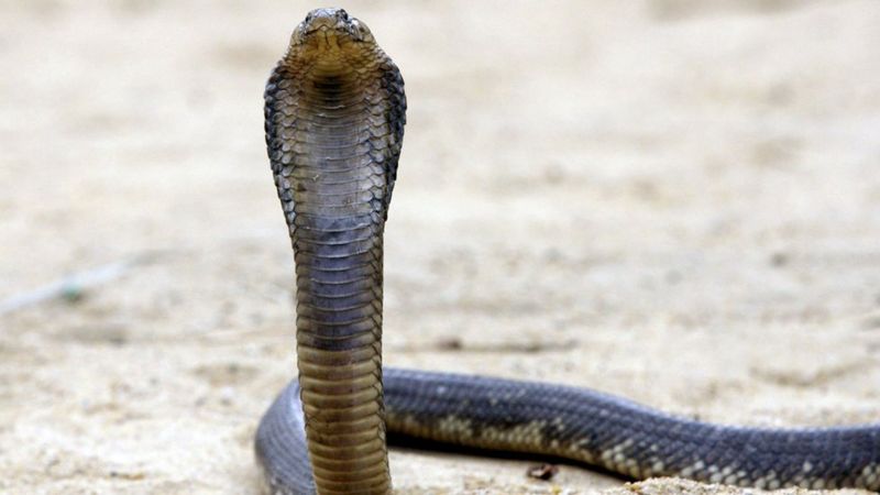 Cobra fang club: The rising popularity of Kenyan snake farms - BBC News