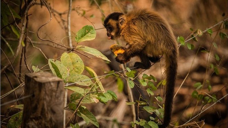 Macaco-prego se alimenta com mamão distribuido por voluntários no Pantanal