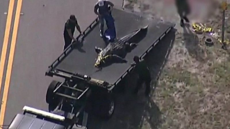 Womans Body Found In Jaws Of 13ft Florida Alligator Identified Bbc News