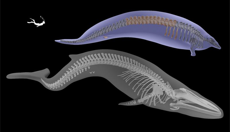 This Could Be The Biggest Animal To Have Ever Lived On Earth BBC this-could-be-the-biggest-animal-to-have-ever-lived-on-earth-bbc