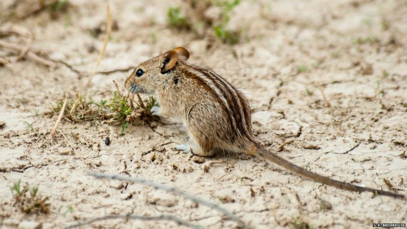 DNA clues to how chipmunk earned its stripes - BBC News