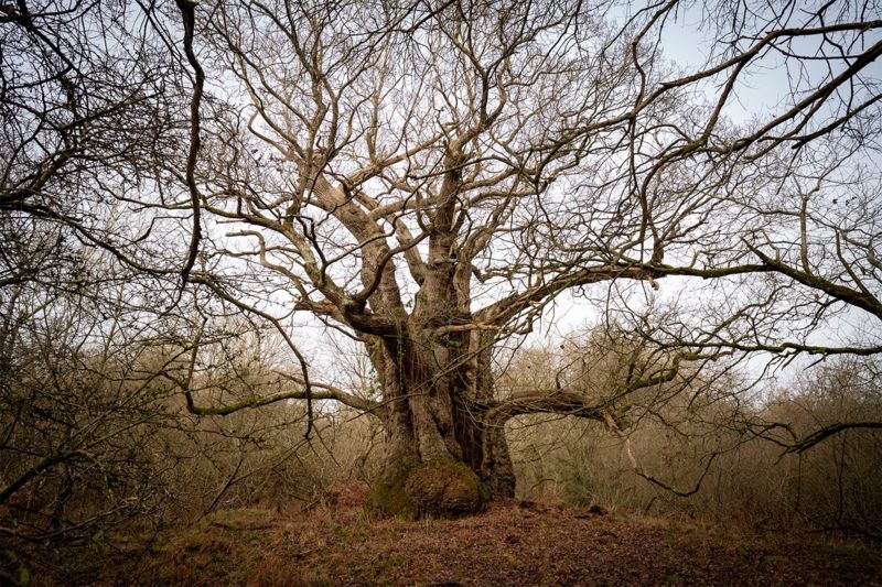 1 000 Year Old Oaks Used To Create Super Forest BBC News    123510026 Greatoakpc107176 