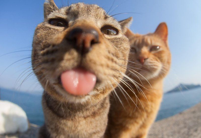 Image shows cat licking the camera lens