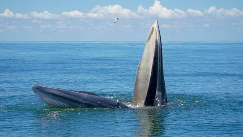 Blue whales: Heartbeat reduces to 2 beats per minute when feeding - BBC