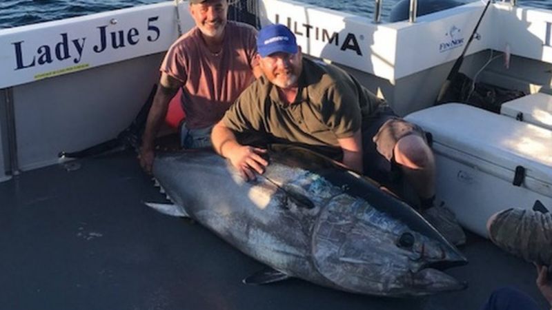 Giant 900lb tuna biggest fish caught in Welsh waters - BBC News