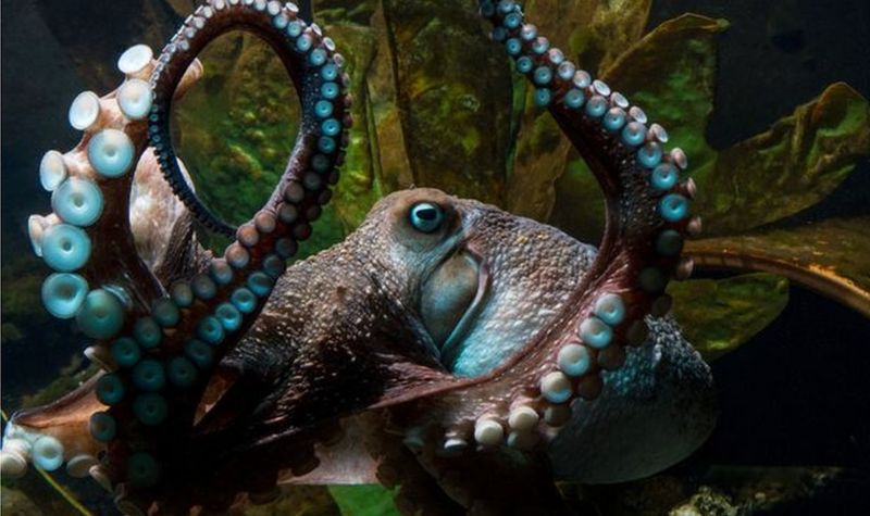 Octopus makes great escape from New Zealand aquarium - BBC News