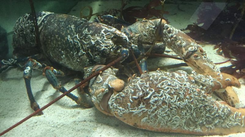 Lobster found in UK waters &amp;#39;heaviest caught since 1931&amp;#39; - BBC News