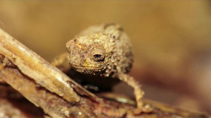 smallest reptile in the world discovered