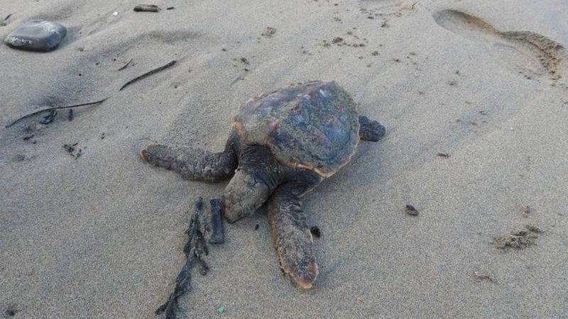 Team working to save Loggerhead turtle found on Perranporth beach - BBC ...