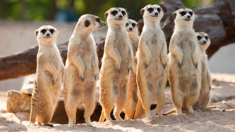 Meerkats waiting