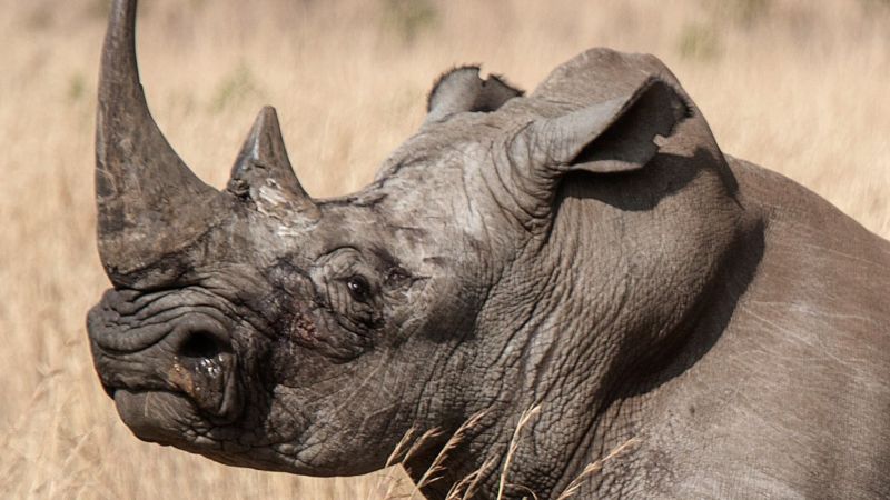 Lions eat 'rhino poachers' on South African game reserve - BBC News