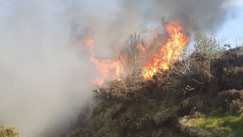 NI Fire Service: Cavehill gorse fire 'started deliberately' - BBC News