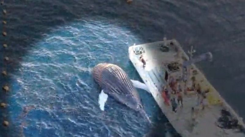 Japan whale hunting: 'By-catch' rule highlighted after minke death ...