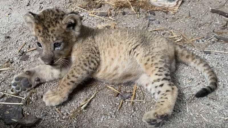 Singapore S ‘lion King Cub Simba Born From Dead Dad Mufasa’s Semen