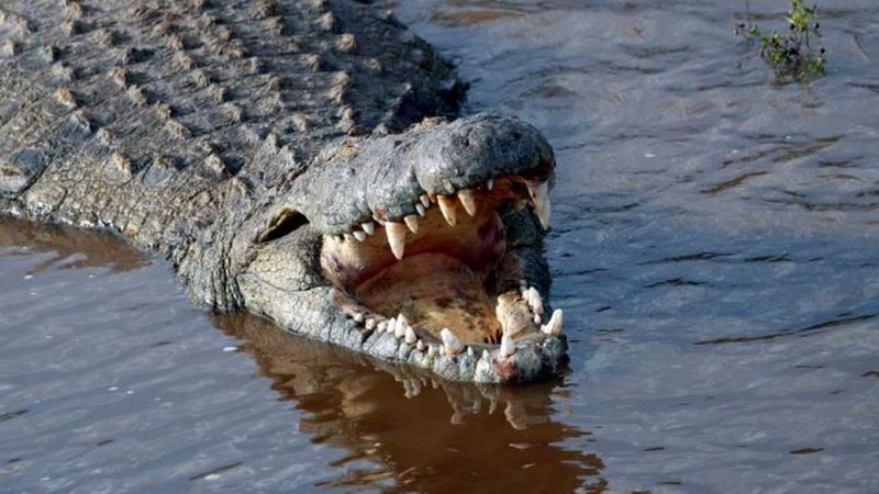 Dozens of crocodiles in China escape during floods - BBC News