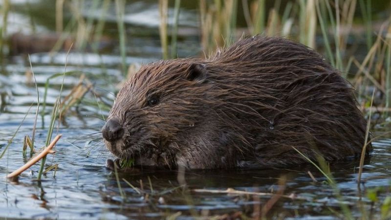 Wales beaver reintroduction 'could cut flash-flooding' - BBC News