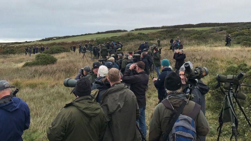 Rare bird sighting sees hundreds travel to Land's End - BBC News