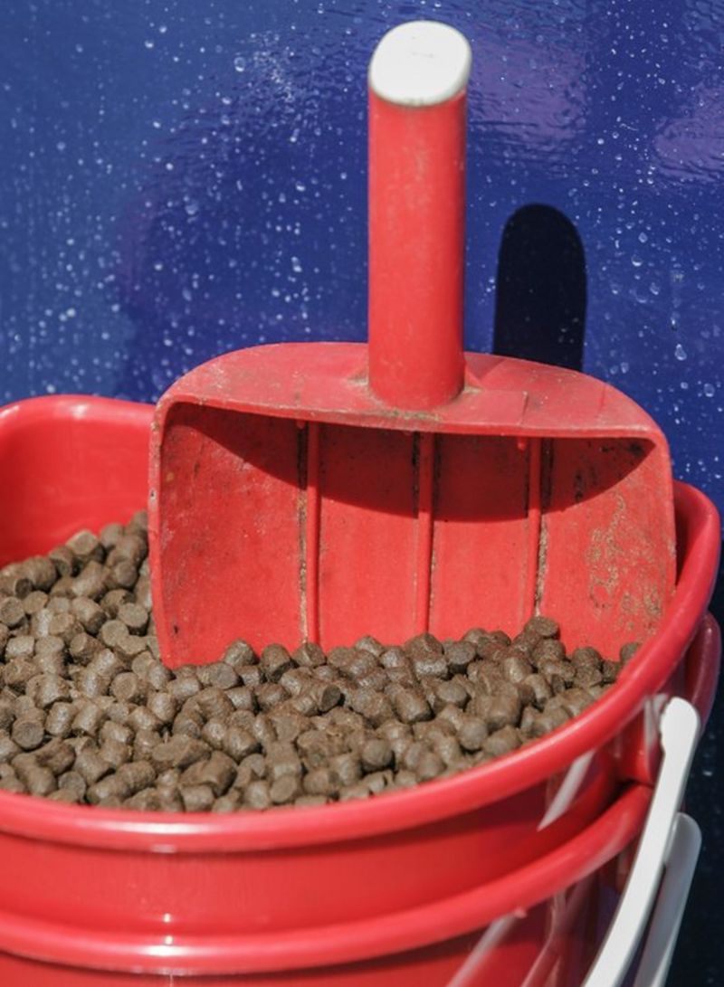 Omega3 oils in farmed salmon 'halve in five years' BBC News