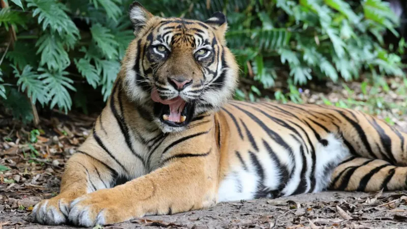 Handler attacked by tiger at Australian theme park