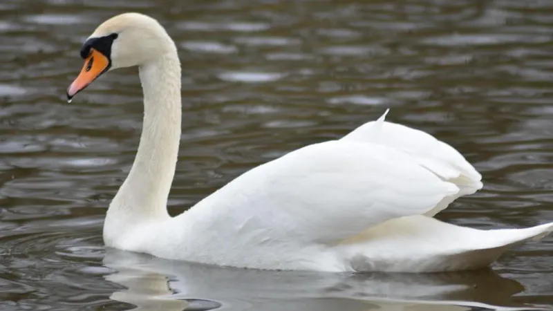 Cisnes heridos por escolares a lo largo del canal
