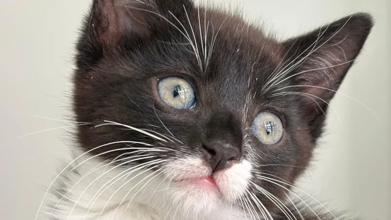 Las residencias para gatos están a rebosar durante el pico de la temporada de gatitos.