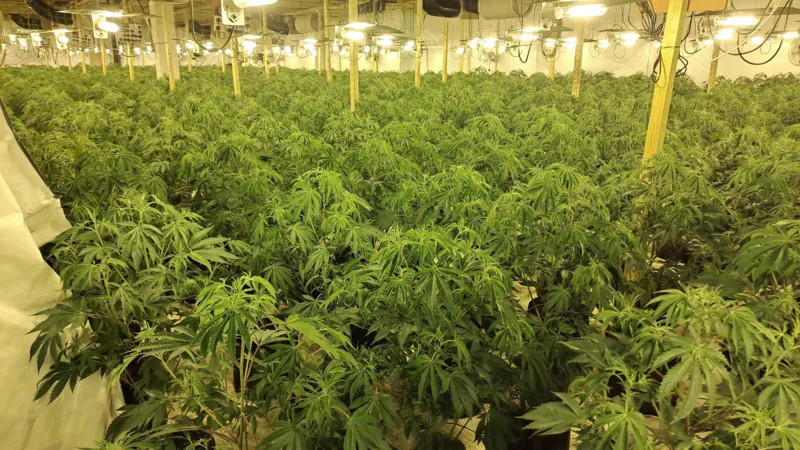Seis personas encarceladas por la mayor incautación de cannabis jamás realizada en el condado.